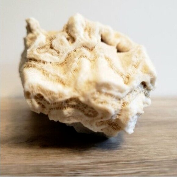 Large Vintage 1kg! Natural Real Sea Coral Specimen 6x5x4 Inches - Picture 9 of 9